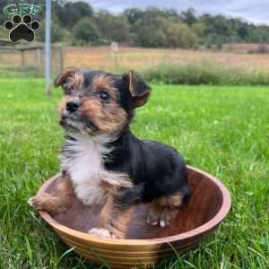 Willow, Yorkie Puppy